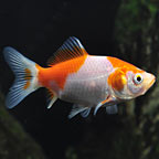 Pond Specials